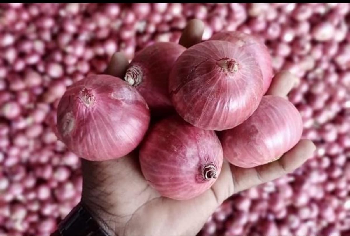 Onion